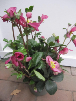 Preview: Helleborus x lemperii HGC ® Winter Ballet Karli 3